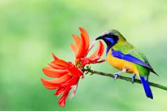 Orange-bellied leafbirds